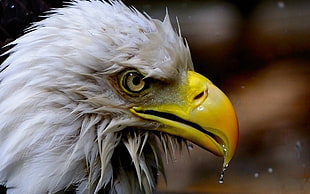 bald eagle HD wallpaper